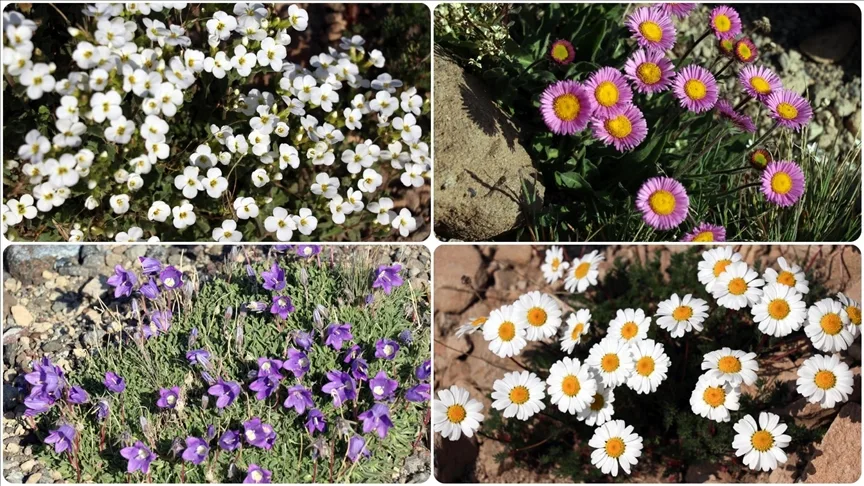 Süphan Dağı’nın yüksek kesimlerinde rengarenk çiçekler açtı