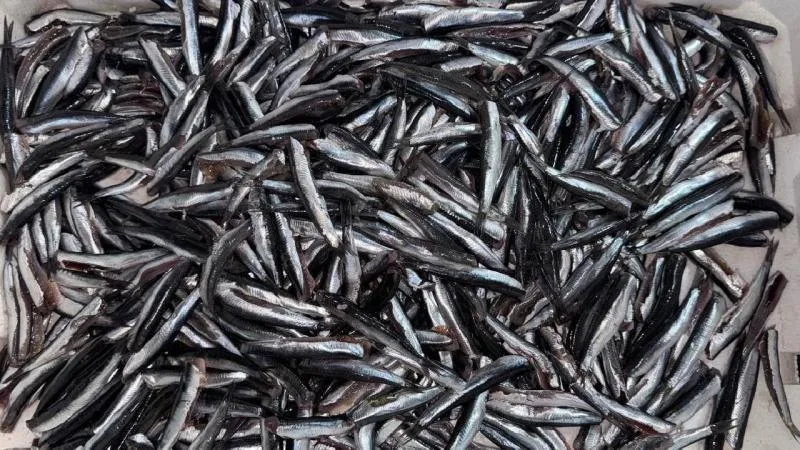 Hamsi yılın ilk yarısında 19 ülkeden alıcı buldu