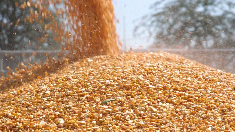 Türkiye mısır tohumunda 5 yıldır dış ticaret fazlası veriyor