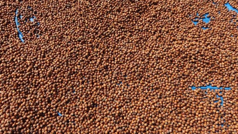 Türkiye fındık ihracatından yaklaşık 2,3 milyar dolar gelir sağladı