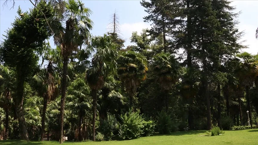 Türkiye’nin ilk arboretumu 66 tür ağaca ev sahipliği yapıyor