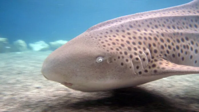 Köpek Balıkları Ters Çevirdiğinizde Donuyor