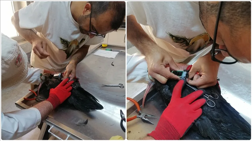 “Umut” ve “Sıla” adı verilen kelaynakların göç yolculuğu takip altında