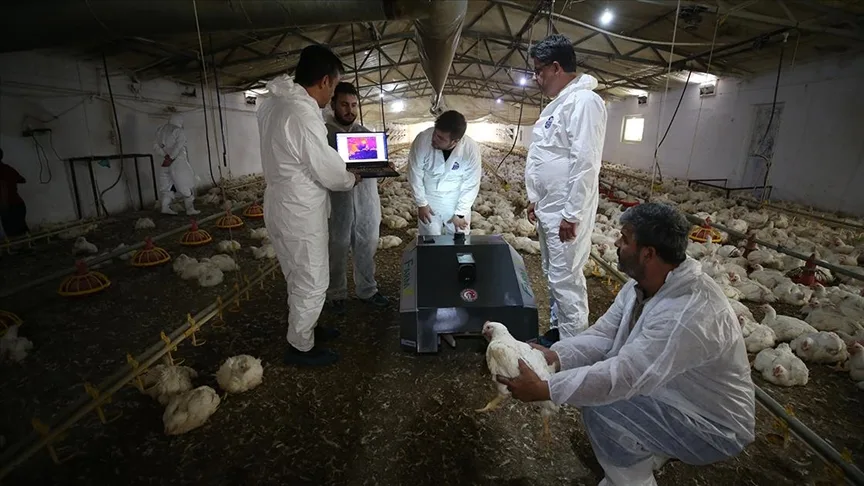 Tavuk çiftlikleri için geliştirilen “BroBot” kümes hastalıklarında erken teşhisi kolaylaştıracak