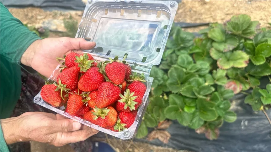 Isparta’nın yaylalarında çilek hasadı yapılıyor