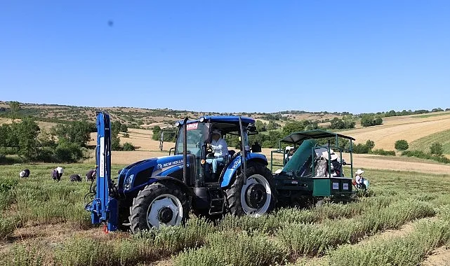 Kekik hasadı başladı