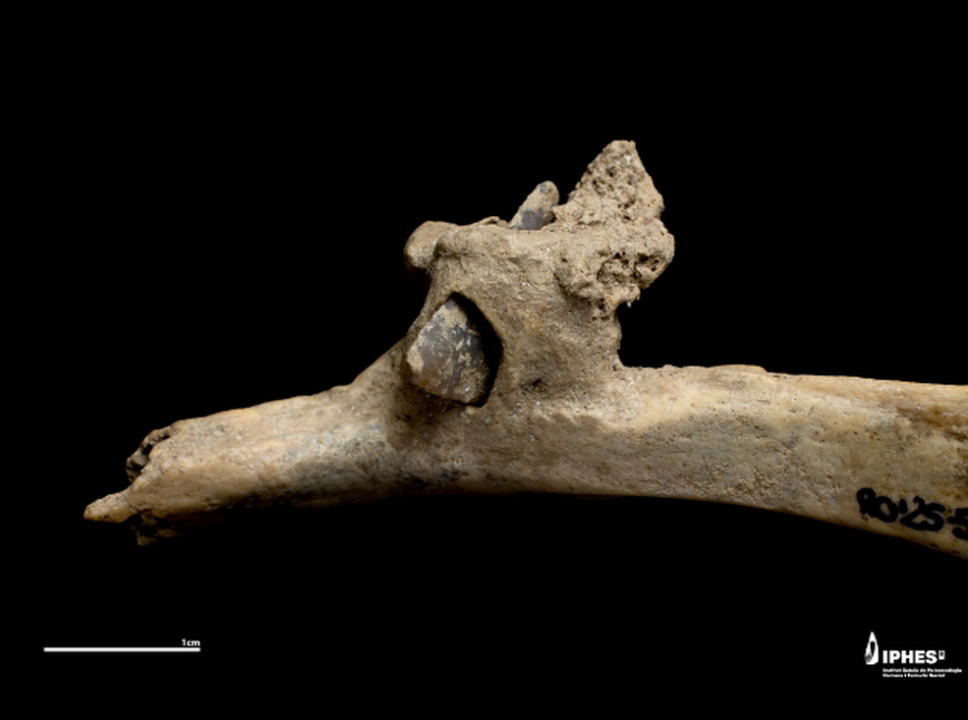 4.000 Yıllık İnsan Kaburgasına Saplanmış Çakmaktaşı Ok,