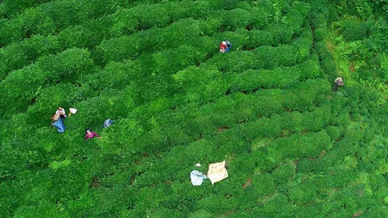 Türk çayı yılın ilk yarısında 104 ülkeye ihraç edildi