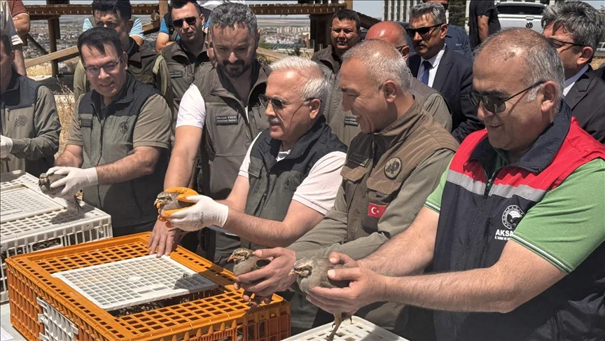 Aksaray’da 500 kınalı keklik doğaya bırakıldı