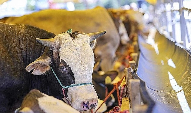 Bakanlık: On bin veteriner sahada!..Hayvan satış yerleri kademeli olarak açılacak