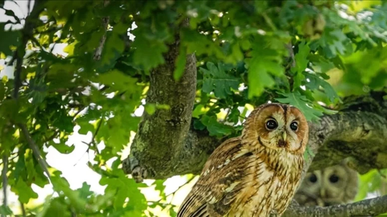 Herkesin bu kuşları koruması gerekiyor