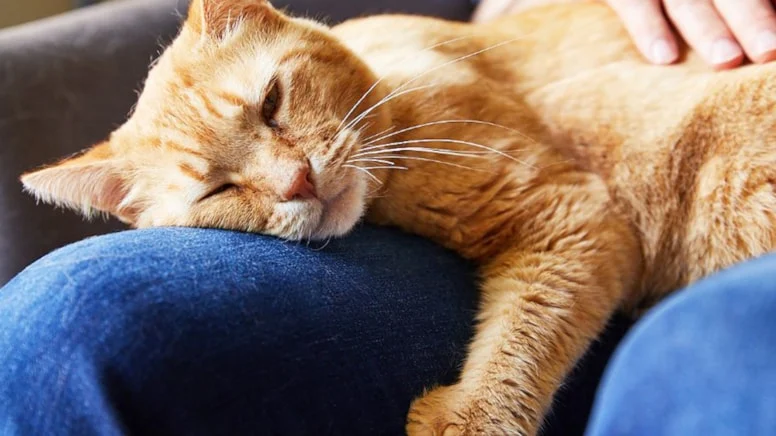 Kedi tüyü can aldı!.. Sakaryalı hayvansever 10 günlük yaşam mücadelesini kaybetti