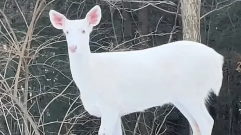 ‘Bembeyaz mucize’ uzun yıllar sonra görüntülendi