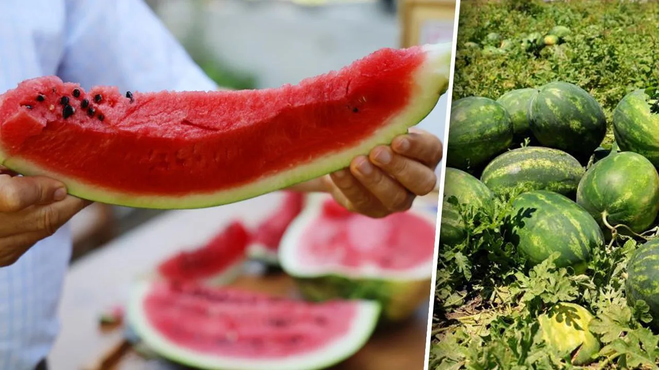 Karpuzda Hijyen Uyarısı!