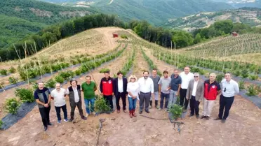 Sermayecik’te Mavi Yemiş Hasadı Başladı