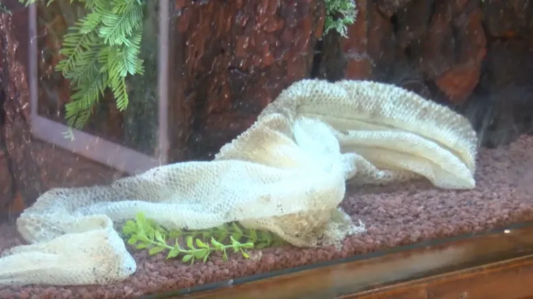 Antalyalılar bu ‘gömleğin’ peşinde