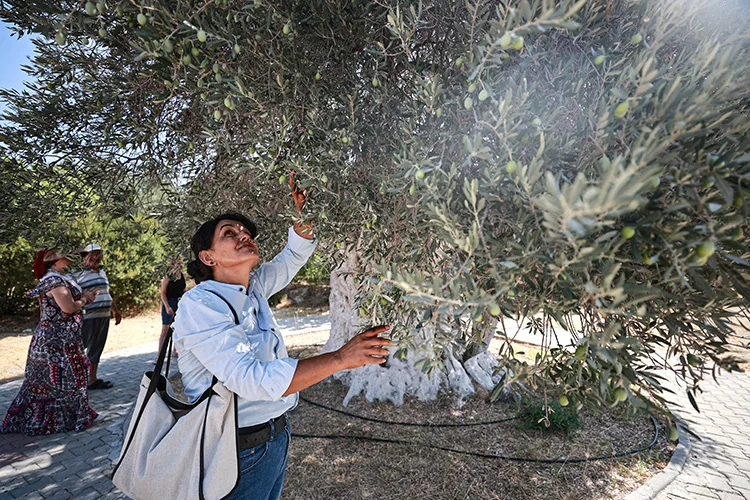 Yıllara meydan okuyan 1316 yaşındaki anıt ağaç zeytin vermeye devam ediyor