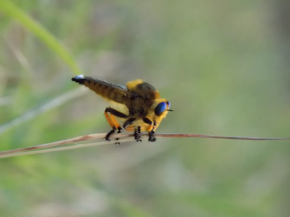 Arı Katili Hırsız Sinekler