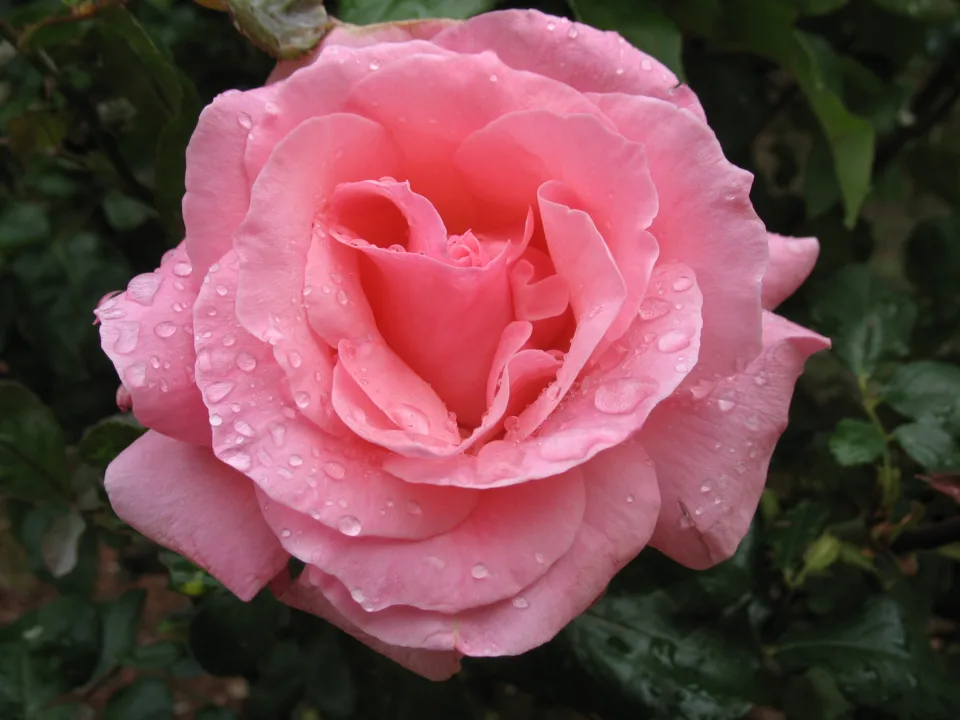 Sanata Ve Edebiyata İlham Veren Çiy Damlaları