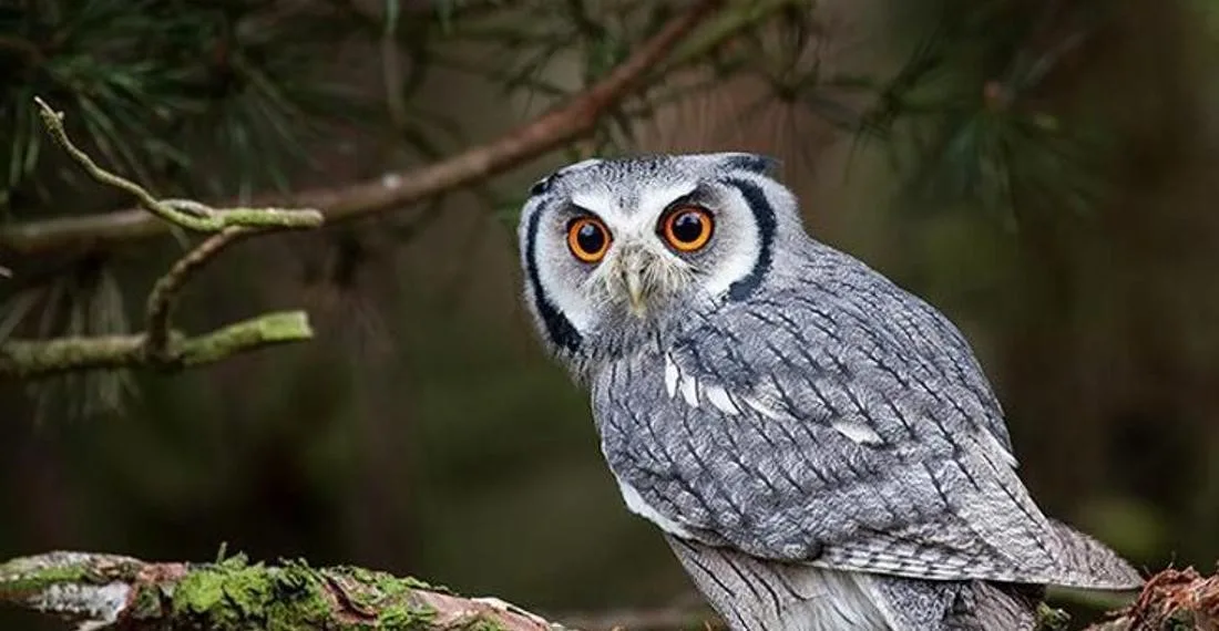 Her Kültürde Var Olan Baykuş Sembolizmi