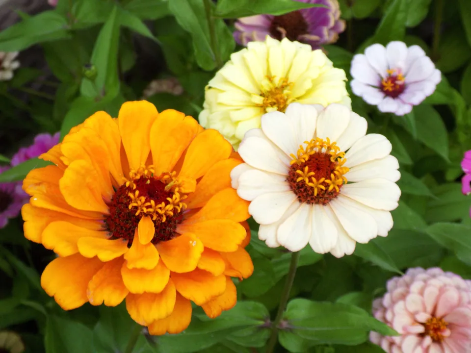 Kelebek Ve Arıların Sevdiği Beybeğendi Çiçekleri