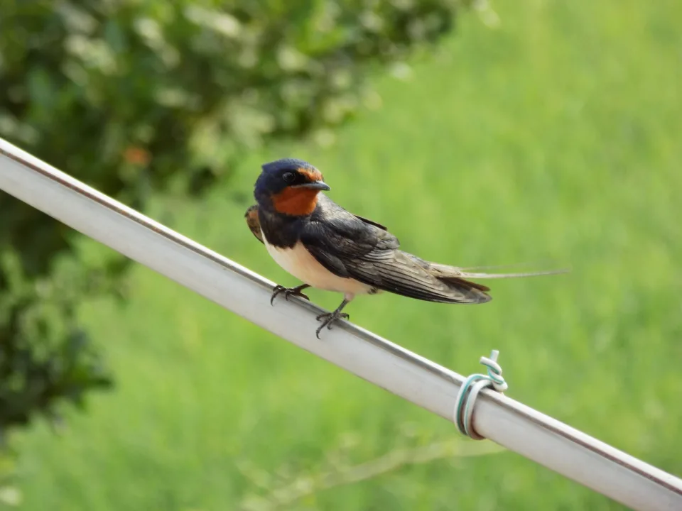 Özgürlük Ve Umudun Simgesi Kırlangıçlar