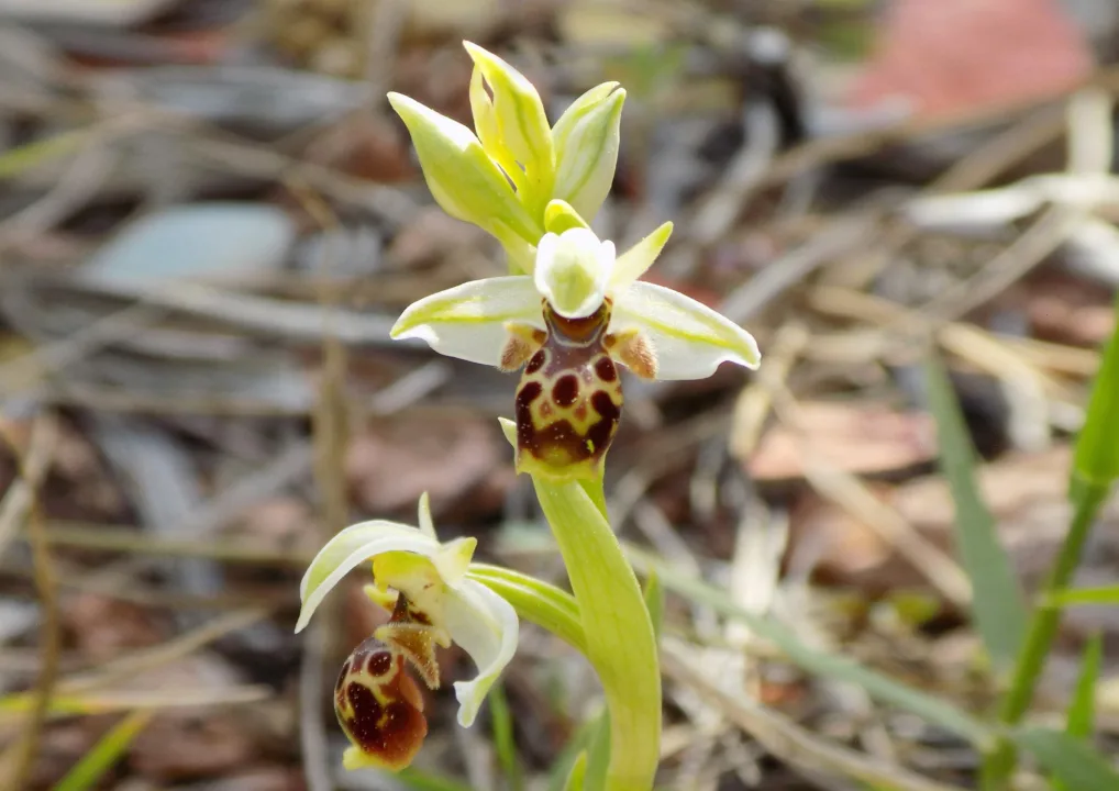 Arı Taklidi Yapan Orkide