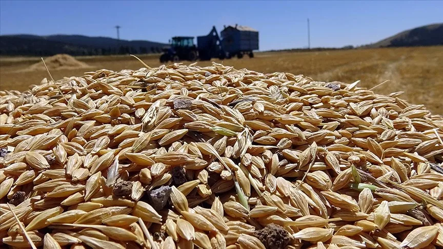 Kar nedeniyle ekinlerin geç ekildiği Sarıkamış’ta hasat başladı