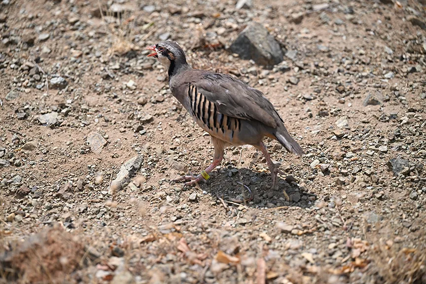 Kene avcısı kınalı kekliklere dürbünlü, fotokapanlı ve dronlu takip
