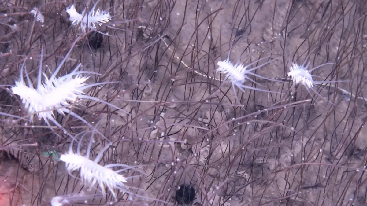 Okyanusun En Derin Noktalarında Keşfedilen Sıra Dışı Yaşam: Tüp Solucanları ve Kimyasal Ekosistemler