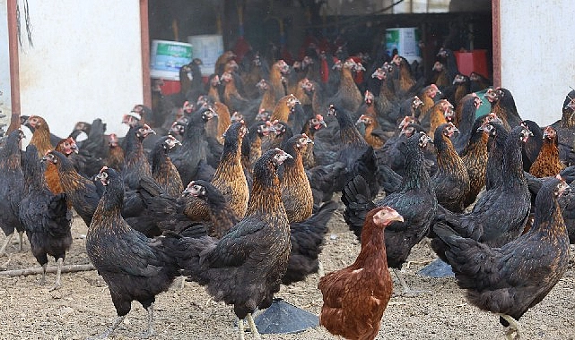 Büyükşehir, yüzde 50 hibeli 16 bin tavuk dağıttı