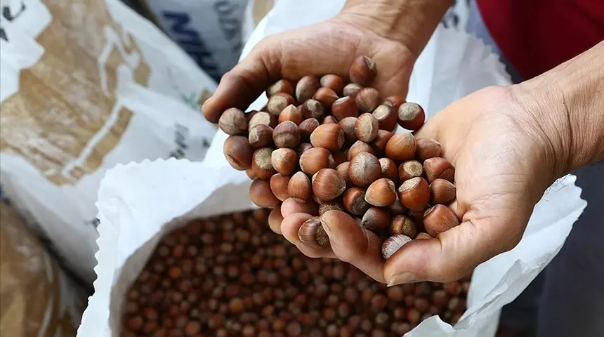 Fındık alım fiyatları belli oldu.. Binlerce çiftçiyi ilgilendiriyor!