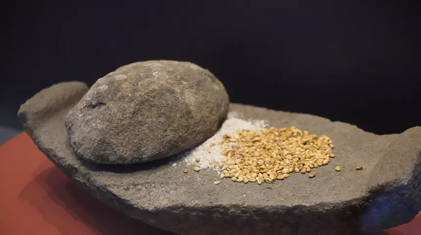 Karadeniz’in en eski 3 bin yıllık fındığı bulundu!