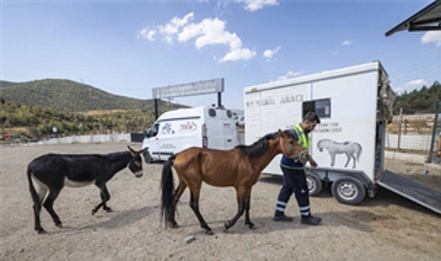Buca’daki haralara terk edilen sahipsiz atlar Pako’da