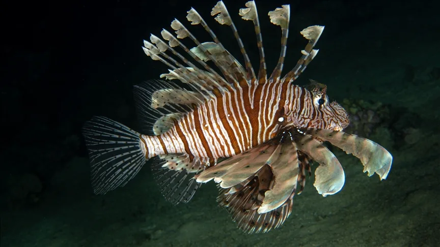 İstilacı aslan balığının Akdeniz’deki yaşam alanları ve popülasyonu takip edilecek