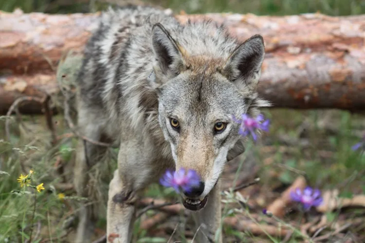 Kars’ta hareketleri takip edilen 50’nci kurda uydu vericisi takıldı