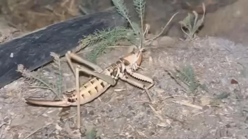 Elazığ’da dev etçil çekirge görüntülendi