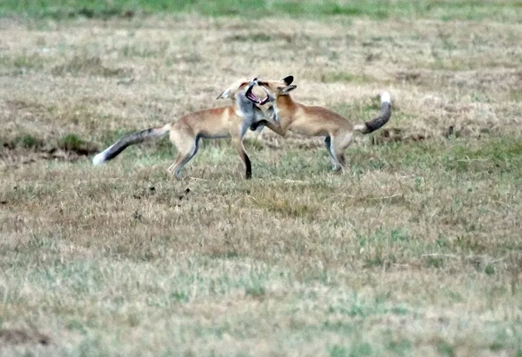 Kars’ta kızıl tilki yavrularının oyunu görüntülendi