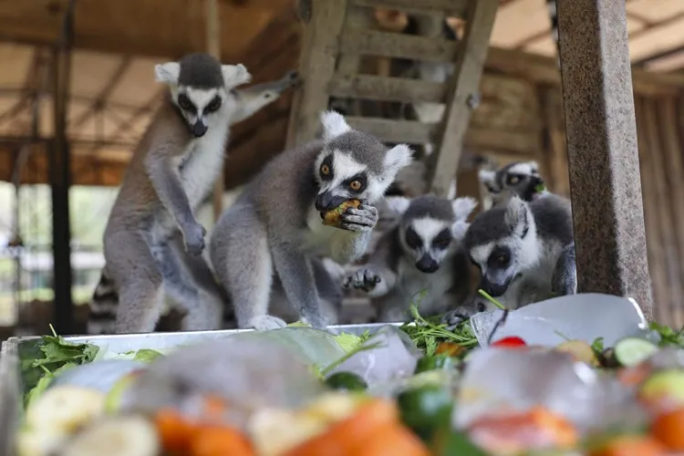 Tarsus Doğa Parkı’nda hayvanlar buzlu meyve kokteyli ve suyla serinliyor