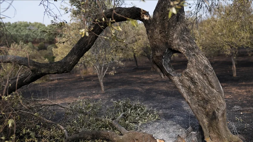 Orman yangınlarında bir çay kaşığı toprakta bile milyonlarca canlı yok olabiliyor