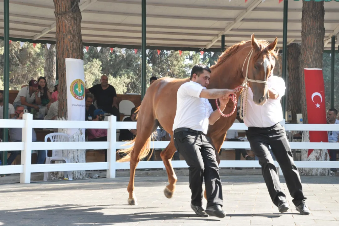 TİGEM e-satışla 68 tay sattı