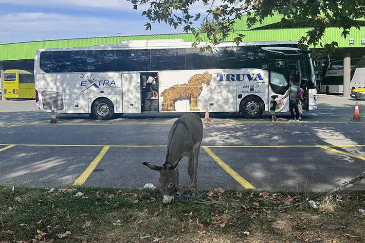 Edirne’de taksicilerin sahiplendiği eşek “Kadife” otogarın maskotu oldu