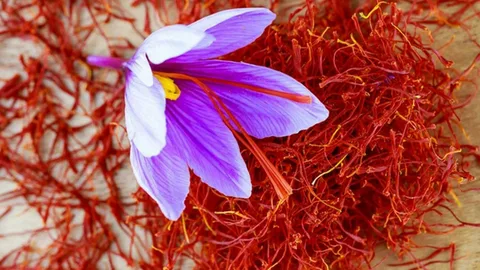 Yenişehir Belediyesinin desteğiyle safran üreticisi sayısı artıyor