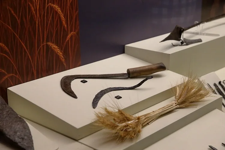 Çorum’da Hititlere ait 2 bin 800 yıllık orak ile Osmanlı dönemi orağı yan yana sergileniyor