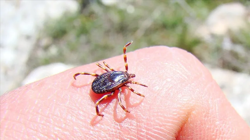 Akademisyenler kenelerin hastalık bulaştırma yüzdelerini araştırıyor