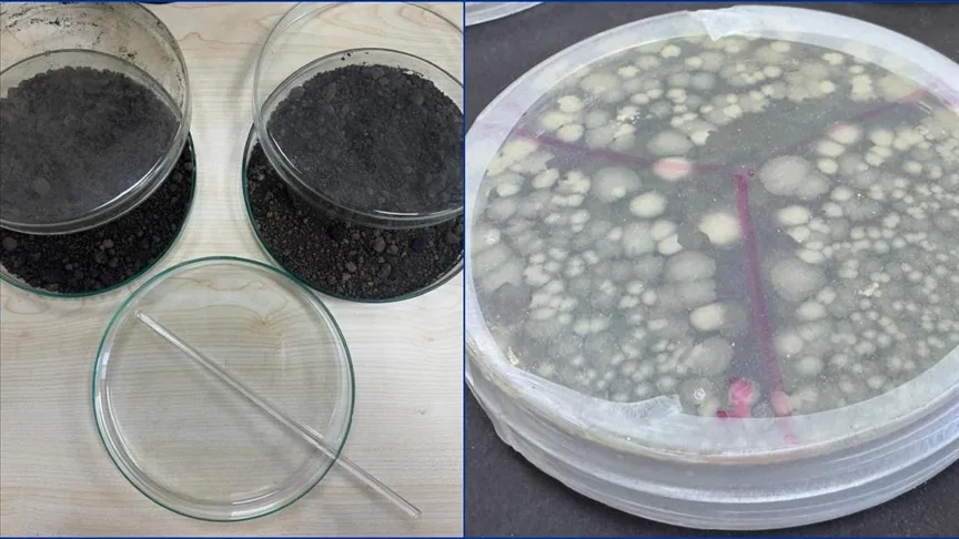 Petrolle kirlenmiş topraklar deniz bakterileriyle temizleniyor