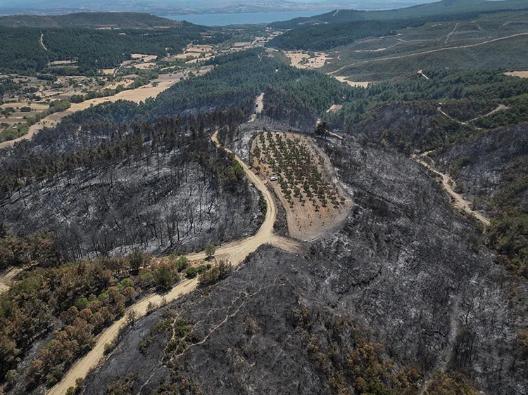 Çanakkale’deki orman yangını 150 ağaç bulunan zeytinliği teğet geçti