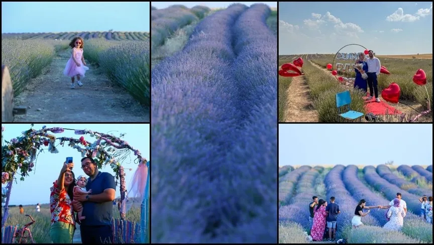 Uşak’ta devlet desteğiyle kurulan “mor bahçeler” yaygınlaşıyor