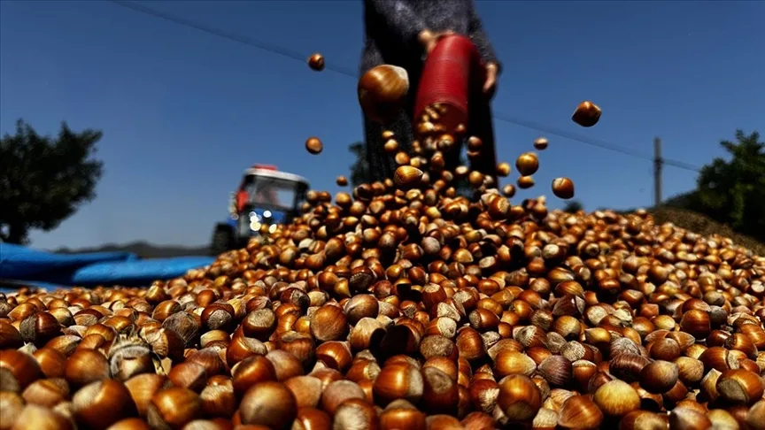 Patozcu baba kız, fındık hasadı döneminde yoğun mesaide