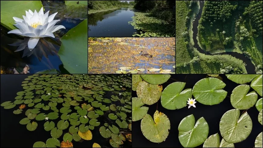 Acarlar Longozu ziyaretçilerini doğal güzellikleri keşfe çıkarıyor